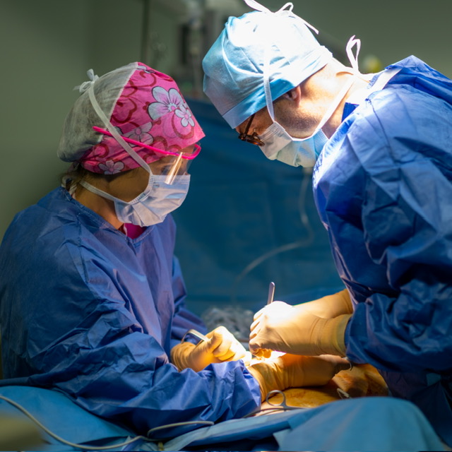 Deux chirurgiens au cours d’une intervention de chirurgie gynécologique